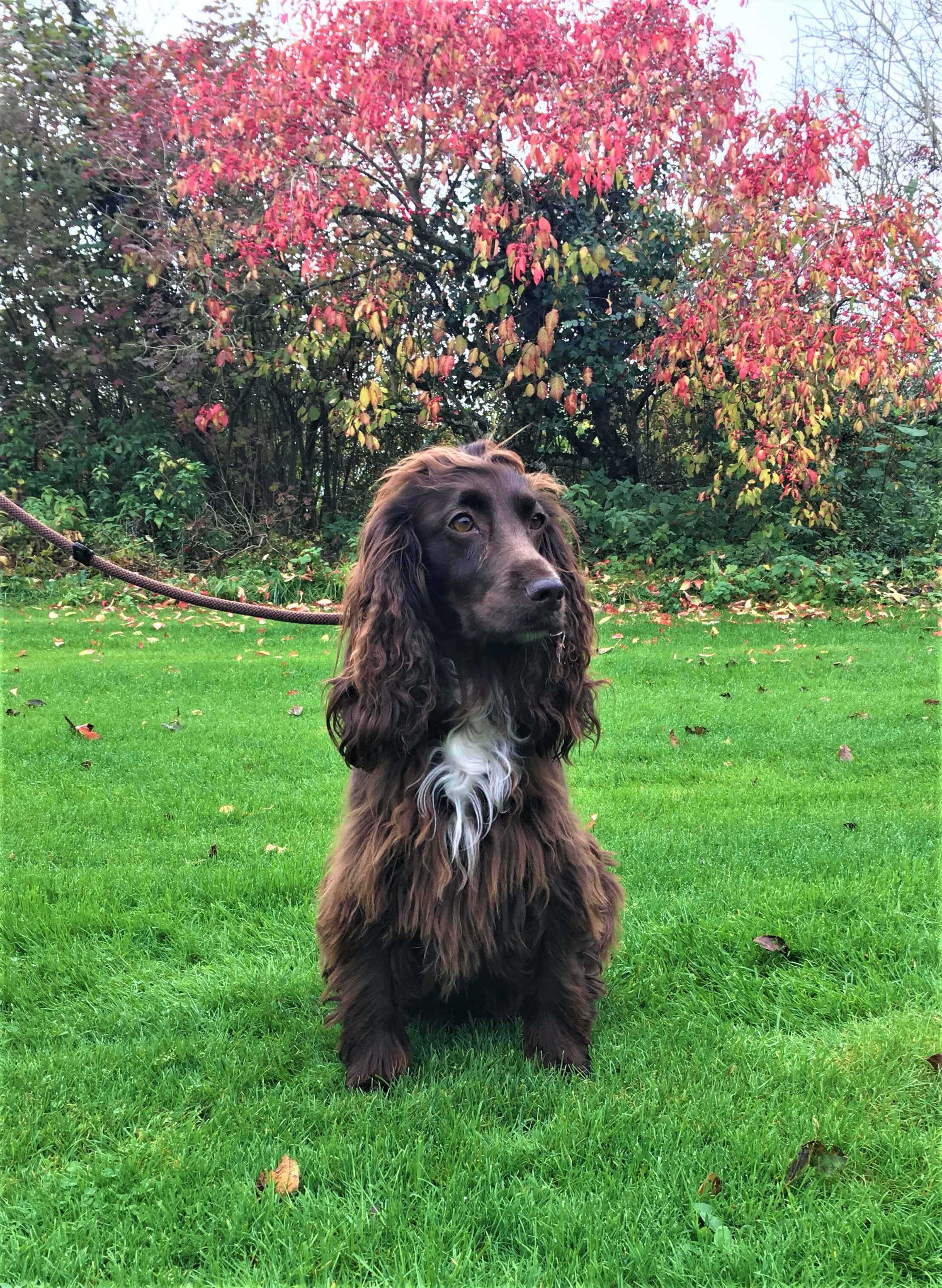 Field trail cocker store spaniel